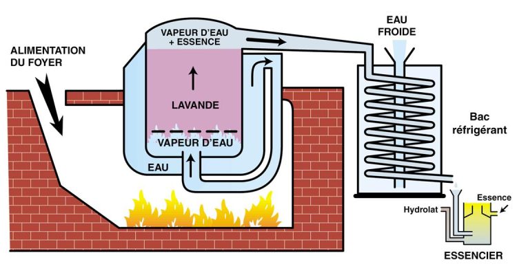Schéma de la distillation des huiles essentielles à la vapeur d'eau